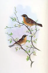 Accentor montanellus = Prunella montanella